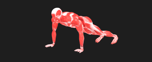 人体肌肉解剖