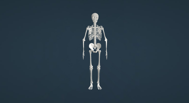 人体骨骼
